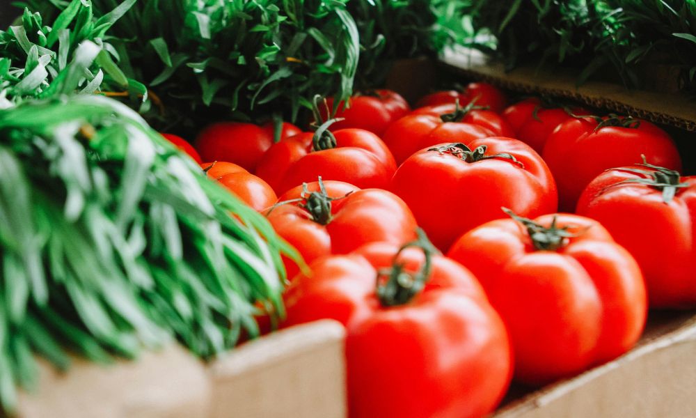 Daher sind Tomaten gesund: Die kleinen Alleskönner in deinem Garten
