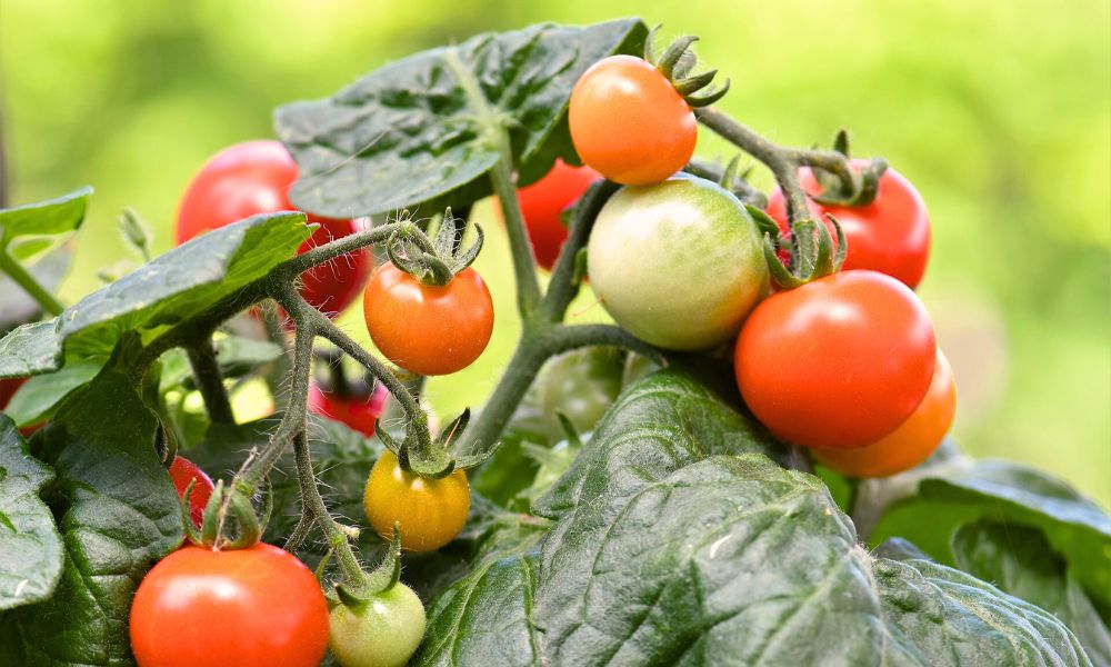 Tomaten dngen - Topftomaten richtig pflegen