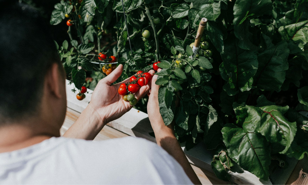 Dunkelhaariger Mann in weißem T-Shirt begutachtet seinen Tomatenanbau und möchte seine Tomaten ernten