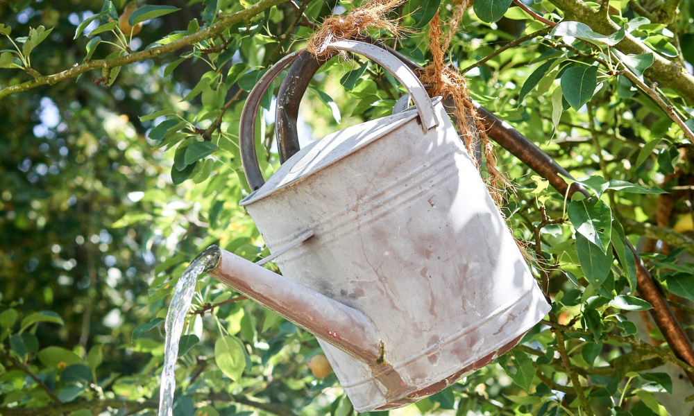 Blechgießkanne ist mithilfe eines Seils an einem Baum befestigt und bewässert Pflanzen, Tomaten gießen