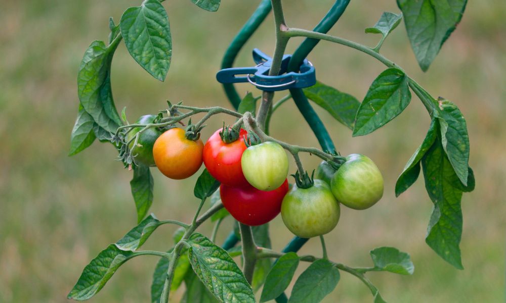 Tomatenpflanze mit reifen und unreifen Früchten unterstützt von einer dunkelgrünen Rankhilfe