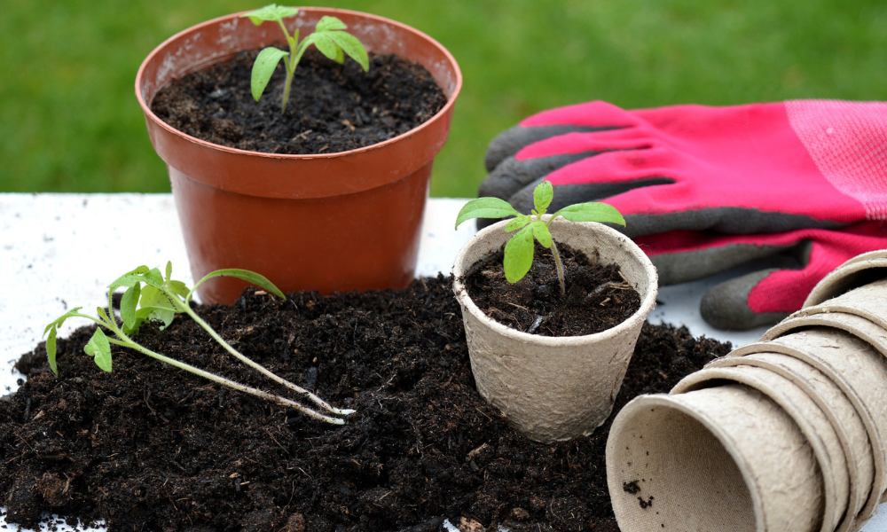 Frische Erde mit Setzlingen, ein großer Topf und mehrere kleine Anzuchttöpfchen. Im Hintergrund rote Gartenhandschuhe. Tomaten pikieren