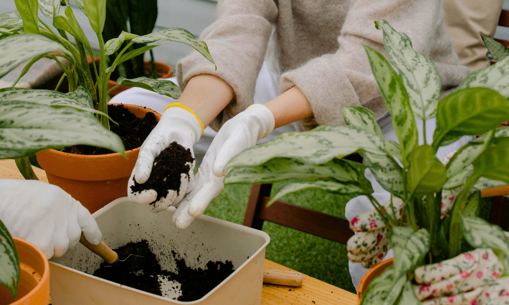 Frische Erde wird mit weißen Gartenhandschuhen in einen neuen Topf gefüllt, Pflanzen umtopfen 
