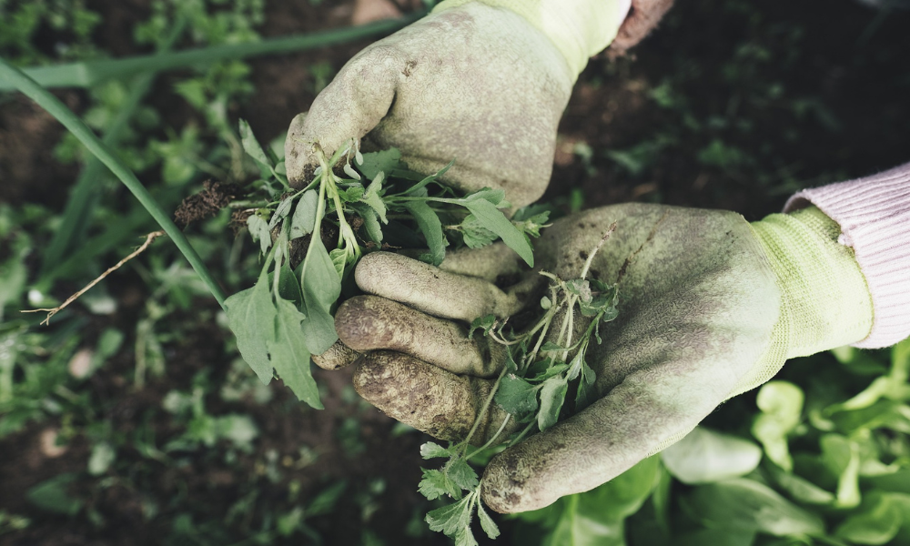 Unkraut entfernen mit Gartenhandschuhen