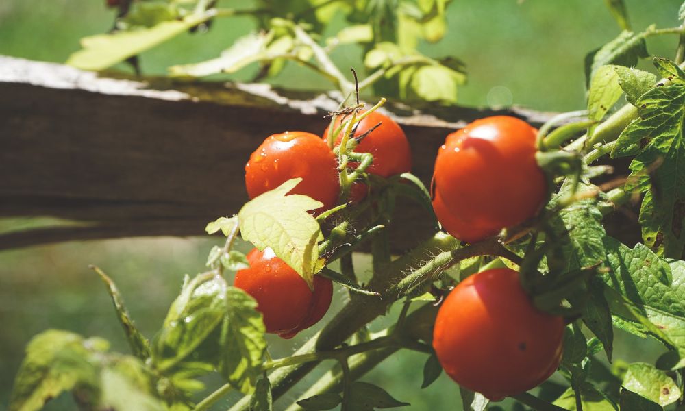 Tomatenpflanze im Garten mit reifen, roten Früchten bei sonnigem Wetter