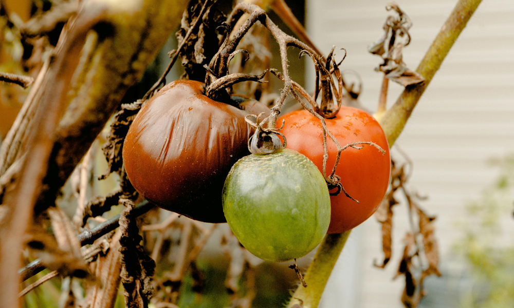 Verfaulte Tomaten hängen am Strauch im Garten