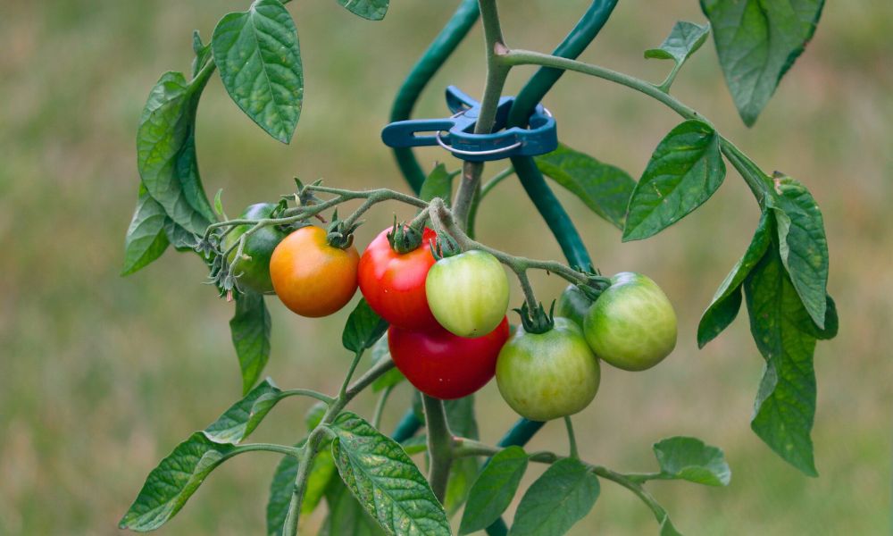 Tomatenpflanze mit reifen und unreifen Früchten unterstützt von einer dunkelgrünen Rankhilfe