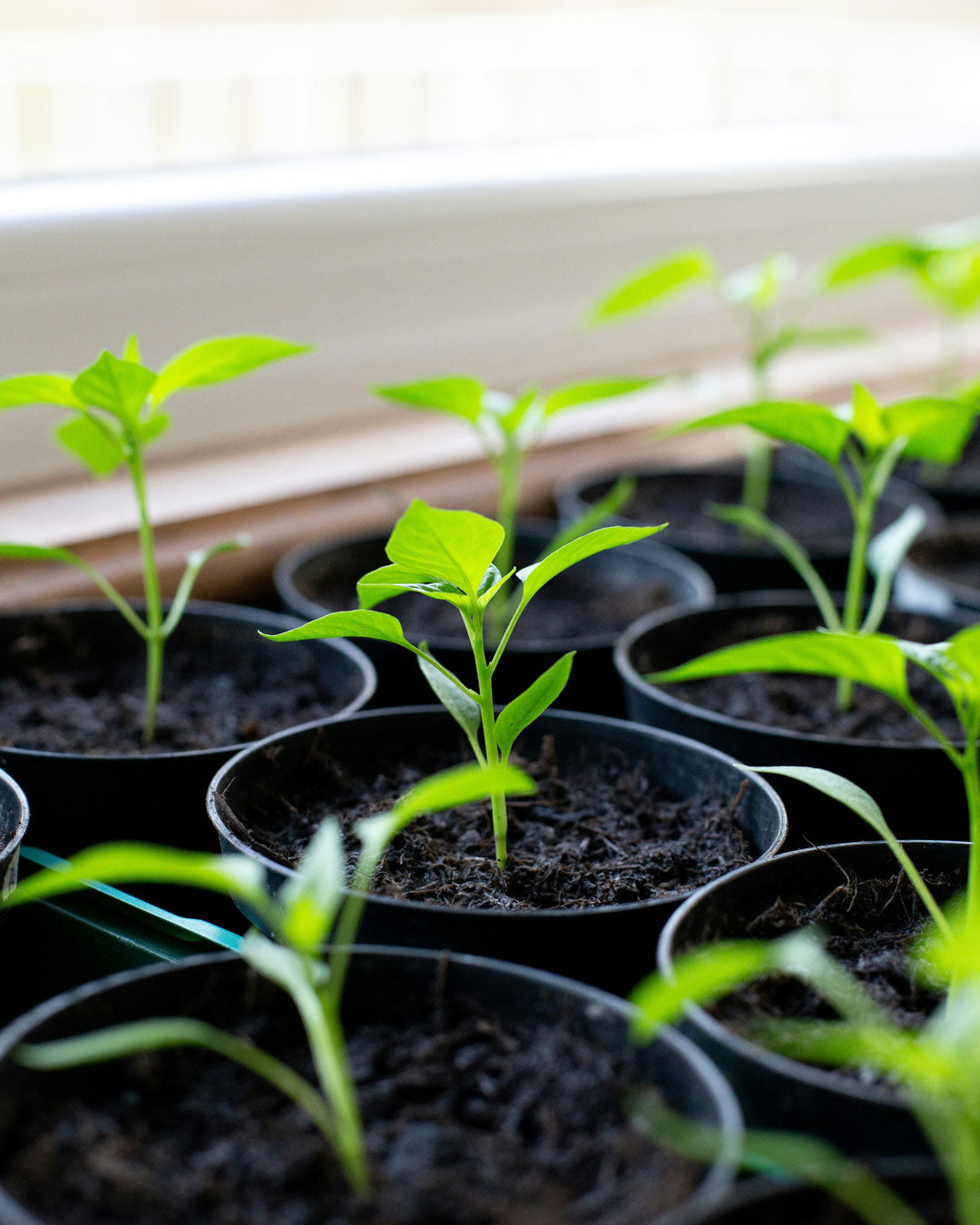 Aufbauanleitung Tomatentopf Aufbauanleitung Tomatentopf
