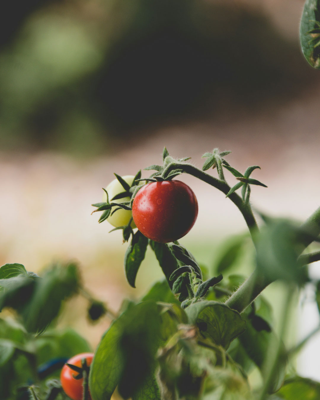 Aufbauanleitung Tomatentopf Aufbauanleitung Tomatentopf